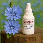 Chicory